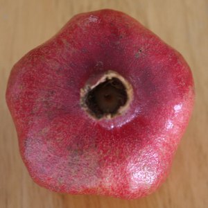 pomegranate top